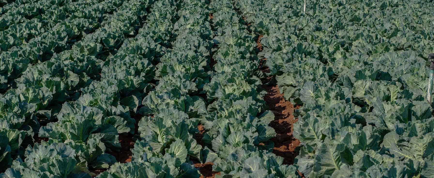 Offrir des produits de qualité à de meilleurs prix aux populations
