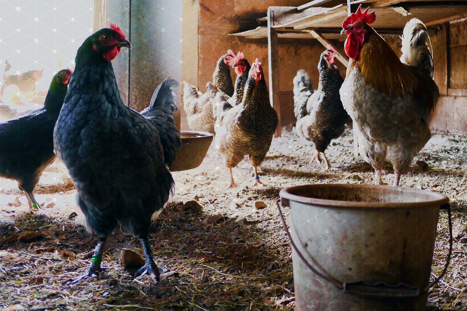 Elevage des poulets et pondeuses